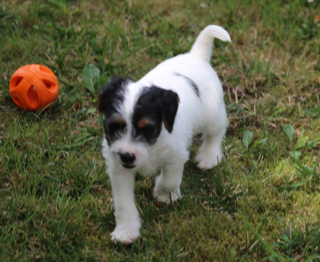 De La Grange Du Moulin - Chiots disponibles - Parson Russell Terrier