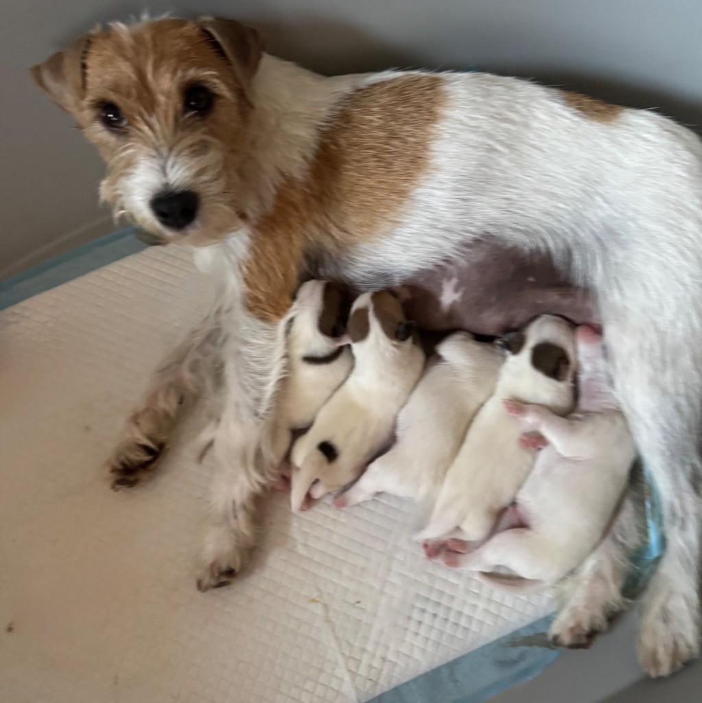 Chiot Parson Russell Terrier De La Grange Du Moulin