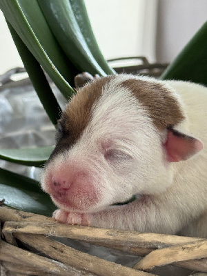 CHIOT