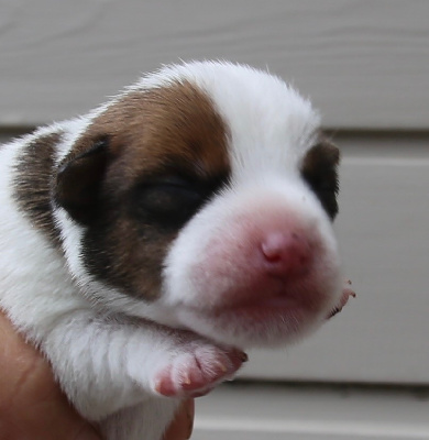 CHIOT
