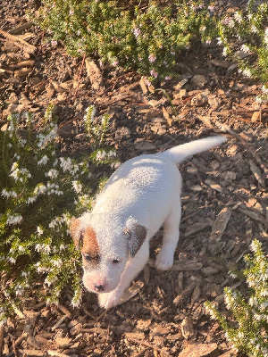 ALBERT
