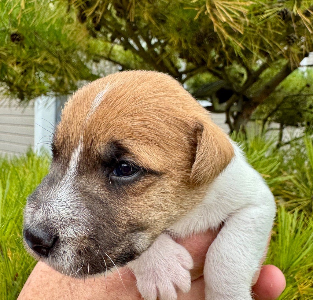 De La Grange Du Moulin - Chiots disponibles - Parson Russell Terrier