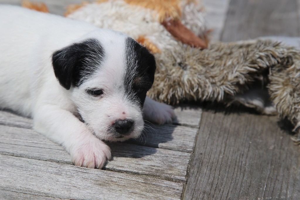 De La Grange Du Moulin - Chiots disponibles - Parson Russell Terrier
