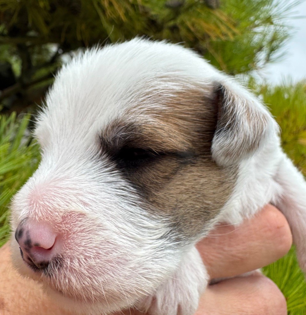 De La Grange Du Moulin - Chiots disponibles - Parson Russell Terrier