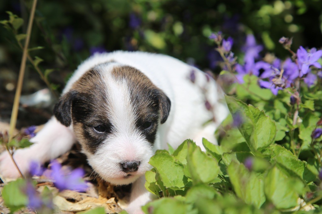De La Grange Du Moulin - Chiots disponibles - Parson Russell Terrier