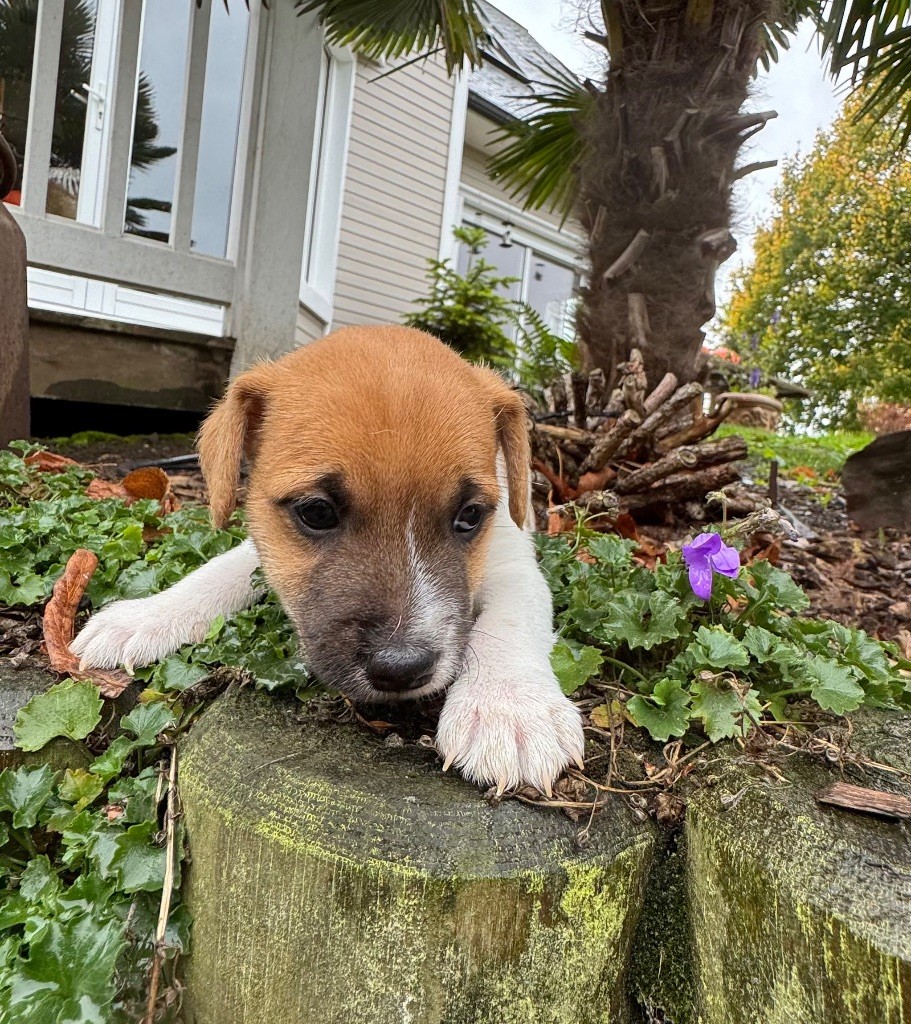 De La Grange Du Moulin - Chiots disponibles - Parson Russell Terrier