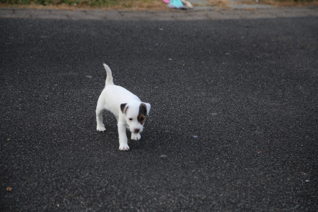 De La Grange Du Moulin - Chiots disponibles - Parson Russell Terrier