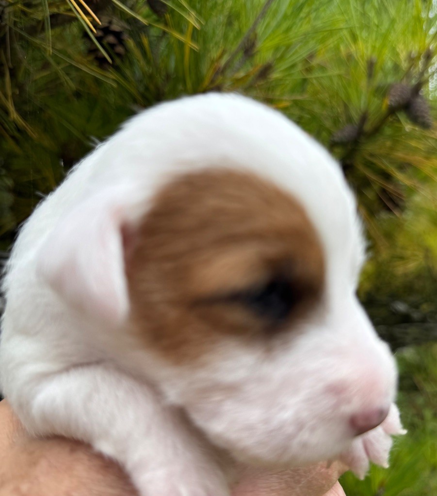 De La Grange Du Moulin - Chiots disponibles - Parson Russell Terrier