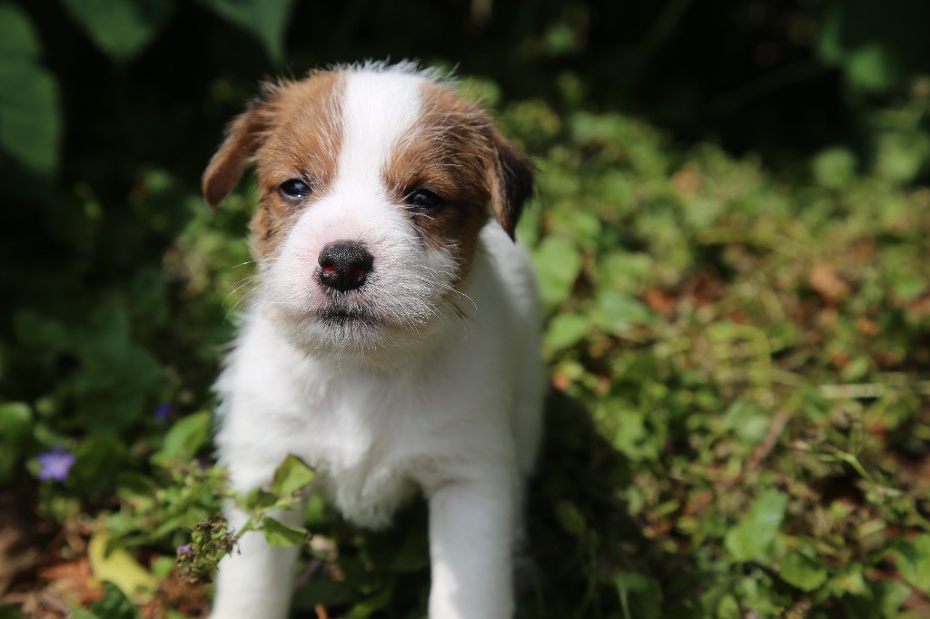 De La Grange Du Moulin - Chiots disponibles - Parson Russell Terrier