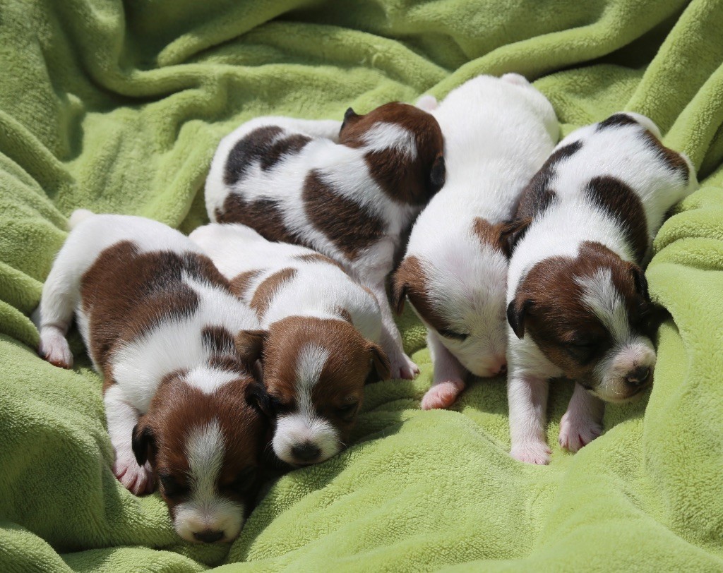 Chiot Parson Russell Terrier De La Grange Du Moulin