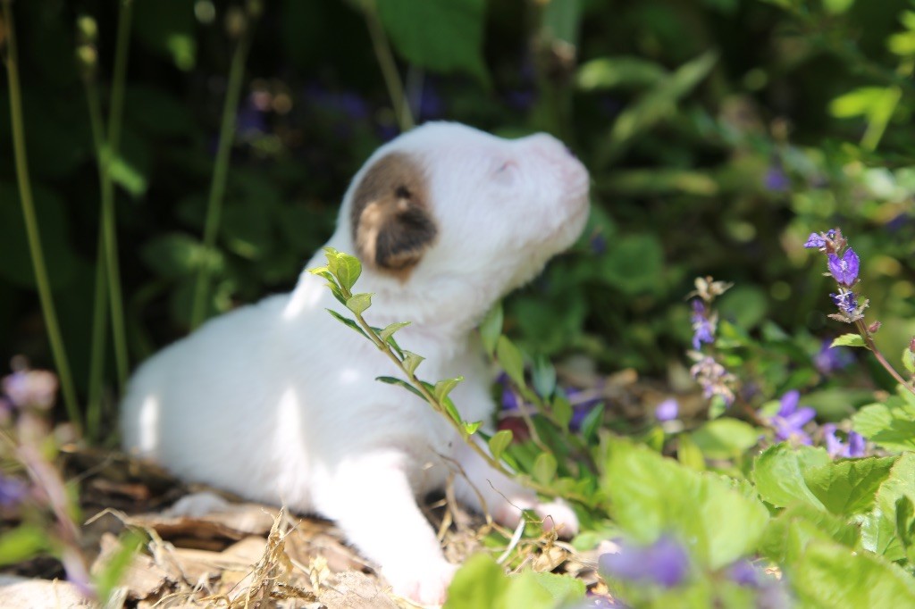 De La Grange Du Moulin - Chiots disponibles - Parson Russell Terrier