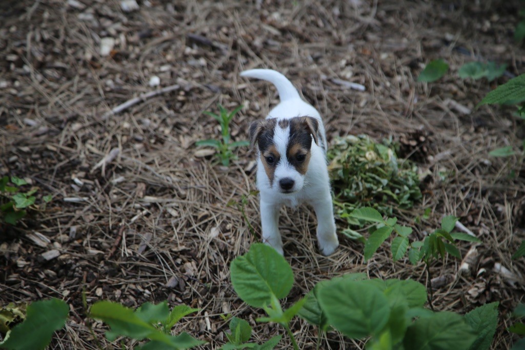 De La Grange Du Moulin - Chiots disponibles - Parson Russell Terrier