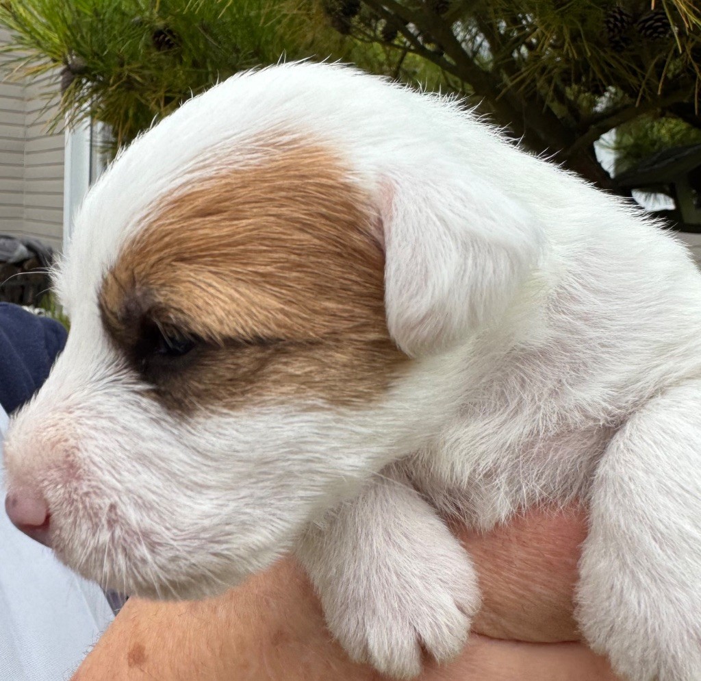 De La Grange Du Moulin - Chiots disponibles - Parson Russell Terrier
