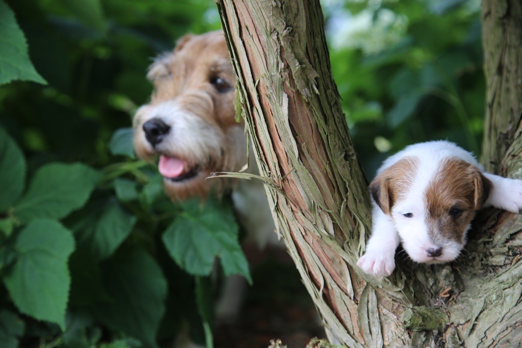 De La Grange Du Moulin - Chiots disponibles - Parson Russell Terrier