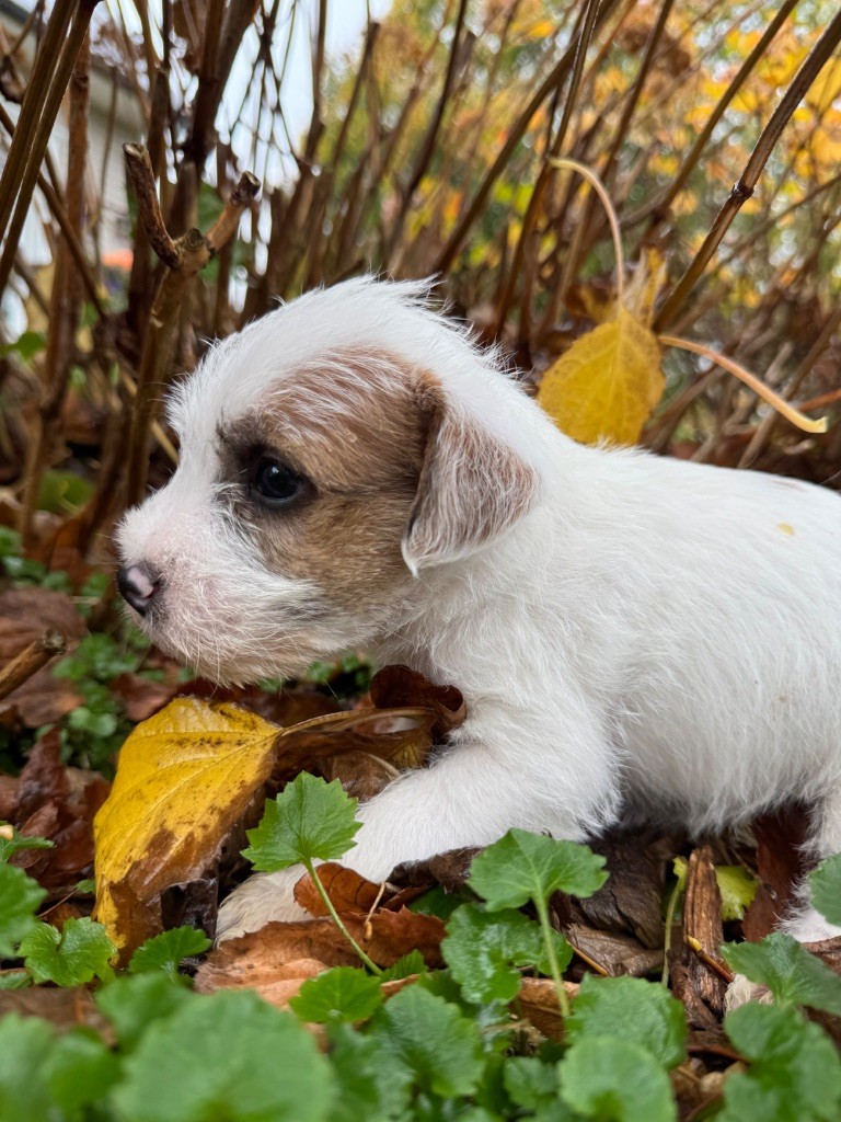 De La Grange Du Moulin - Chiots disponibles - Parson Russell Terrier