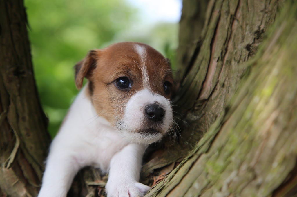 De La Grange Du Moulin - Chiots disponibles - Parson Russell Terrier
