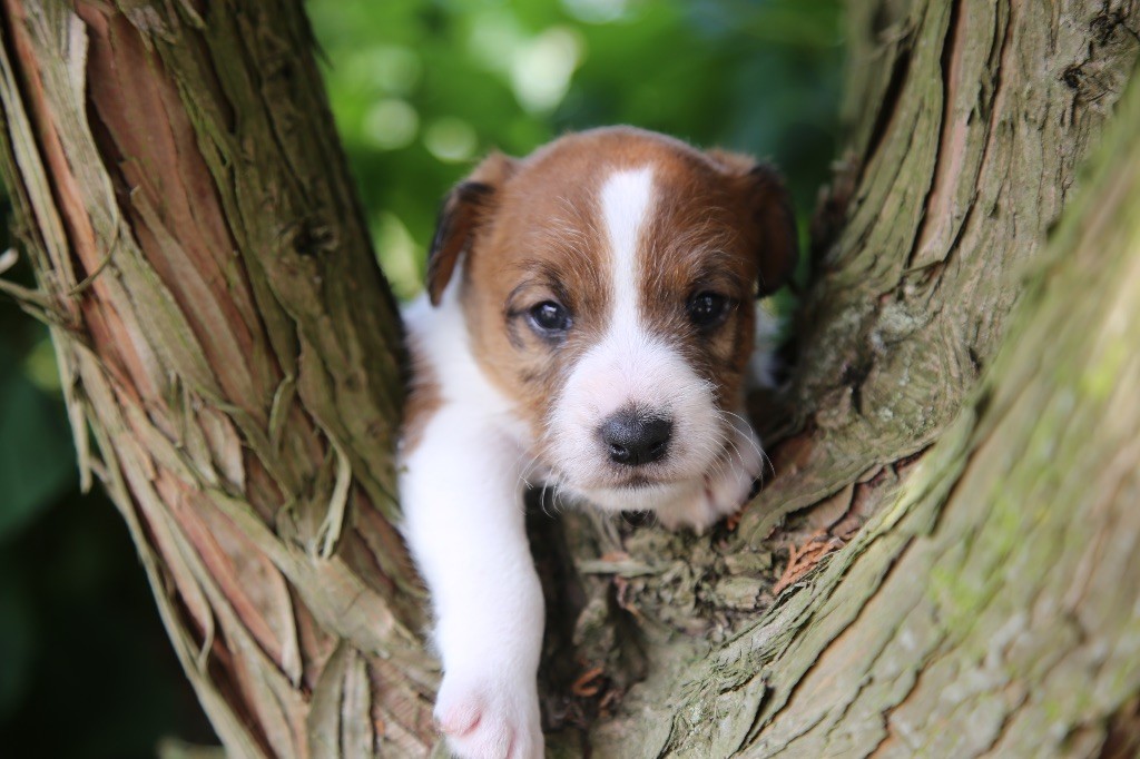 De La Grange Du Moulin - Chiots disponibles - Parson Russell Terrier