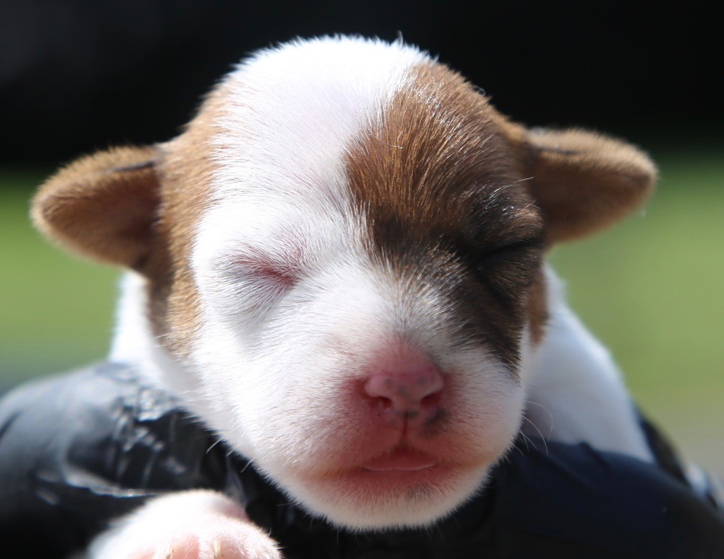 De La Grange Du Moulin - Chiots disponibles - Parson Russell Terrier