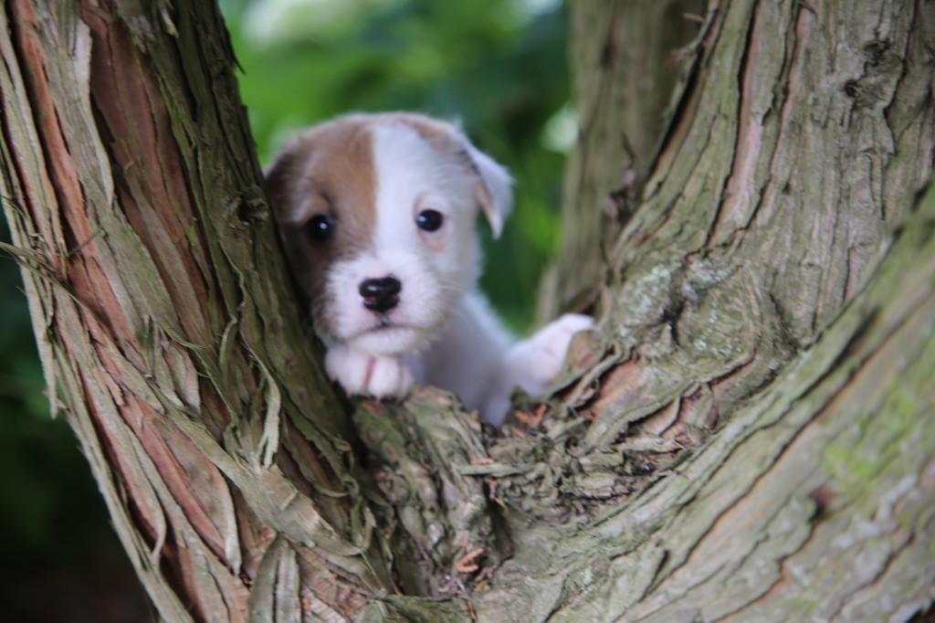 De La Grange Du Moulin - Chiots disponibles - Parson Russell Terrier