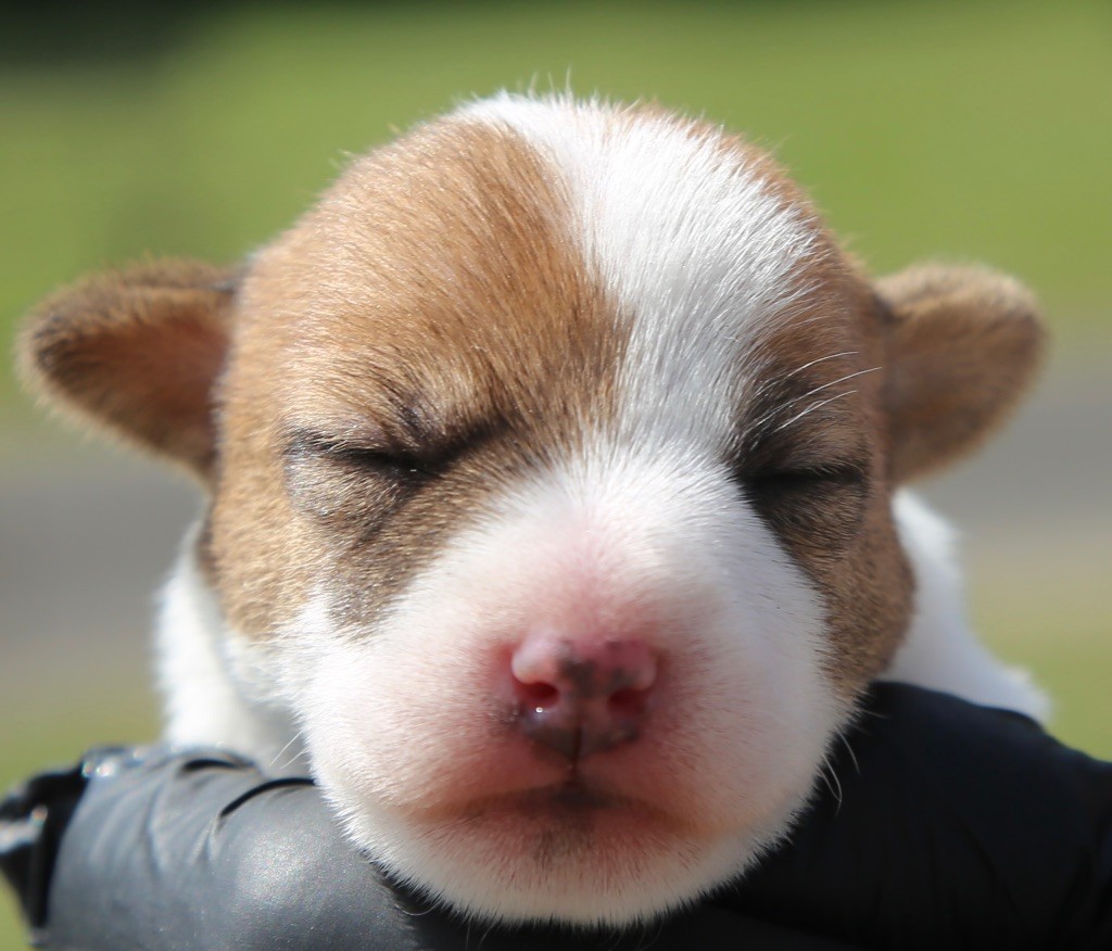 De La Grange Du Moulin - Chiots disponibles - Parson Russell Terrier