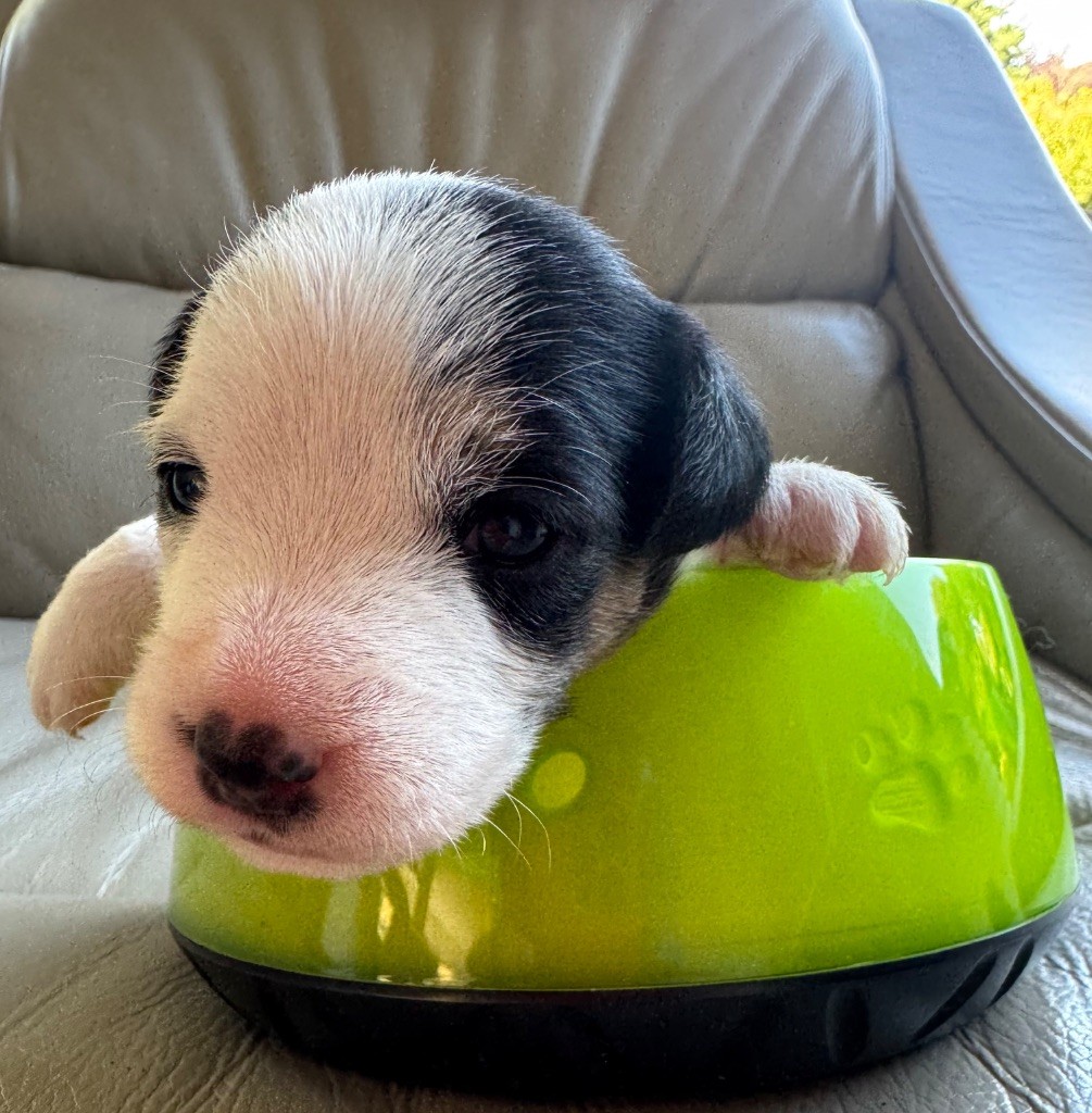 De La Grange Du Moulin - Chiots disponibles - Parson Russell Terrier