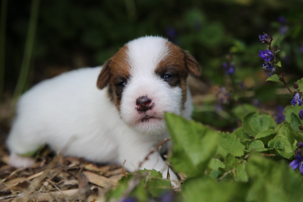 De La Grange Du Moulin - Chiots disponibles - Parson Russell Terrier