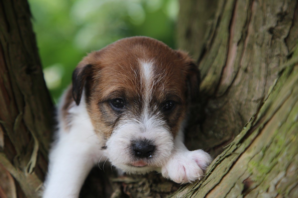 De La Grange Du Moulin - Chiots disponibles - Parson Russell Terrier