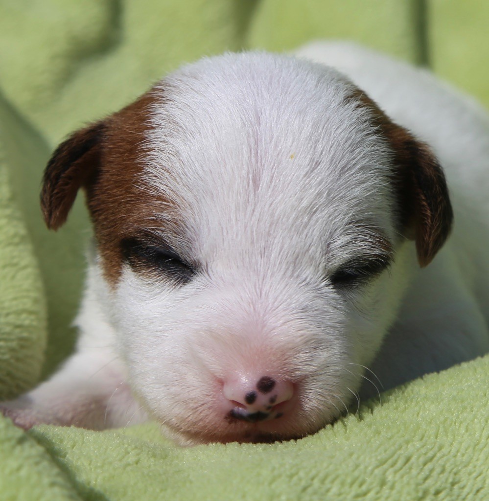 De La Grange Du Moulin - Chiots disponibles - Parson Russell Terrier